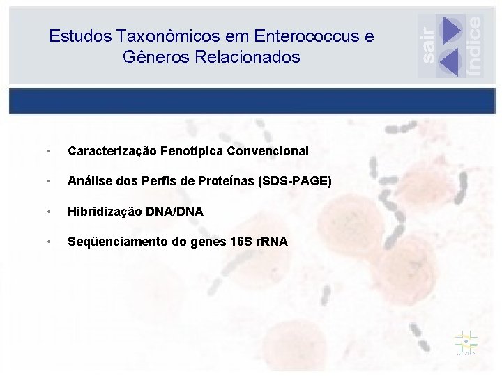 Estudos Taxonômicos em Enterococcus e Gêneros Relacionados • Caracterização Fenotípica Convencional • Análise dos