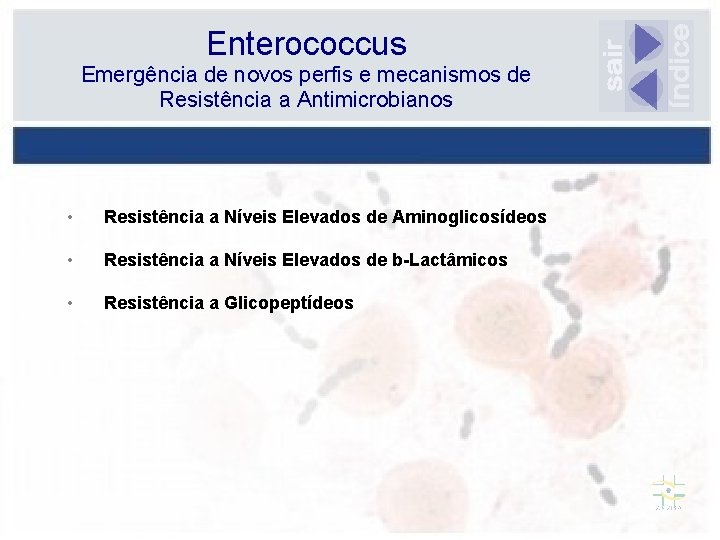 Enterococcus Emergência de novos perfis e mecanismos de Resistência a Antimicrobianos • Resistência a