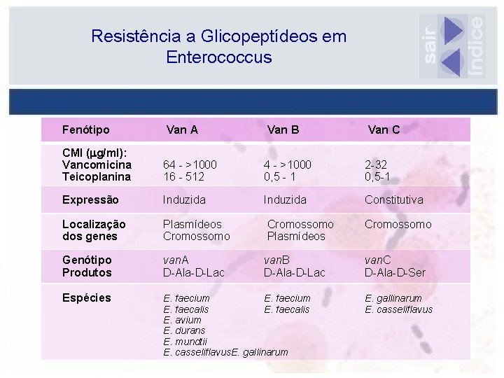 Resistência a Glicopeptídeos em Enterococcus Fenótipo Van A Van B Van C CMI (