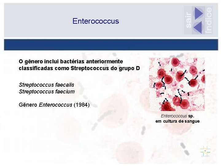 Enterococcus O gênero inclui bactérias anteriormente classificadas como Streptococcus do grupo D Streptococcus faecalis