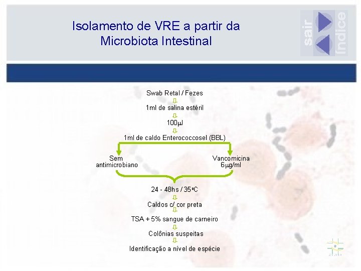 Isolamento de VRE a partir da Microbiota Intestinal Swab Retal / Fezes 1 ml