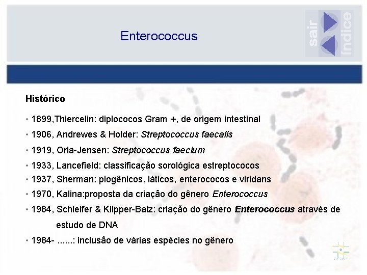 Enterococcus Histórico • 1899, Thiercelin: diplococos Gram +, de origem intestinal • 1906, Andrewes