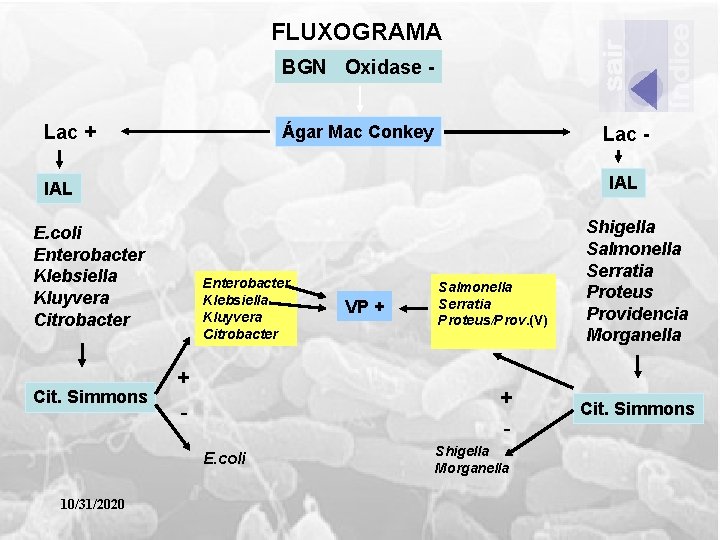 FLUXOGRAMA BGN Oxidase Lac + Ágar Mac Conkey Lac IAL E. coli Enterobacter Klebsiella