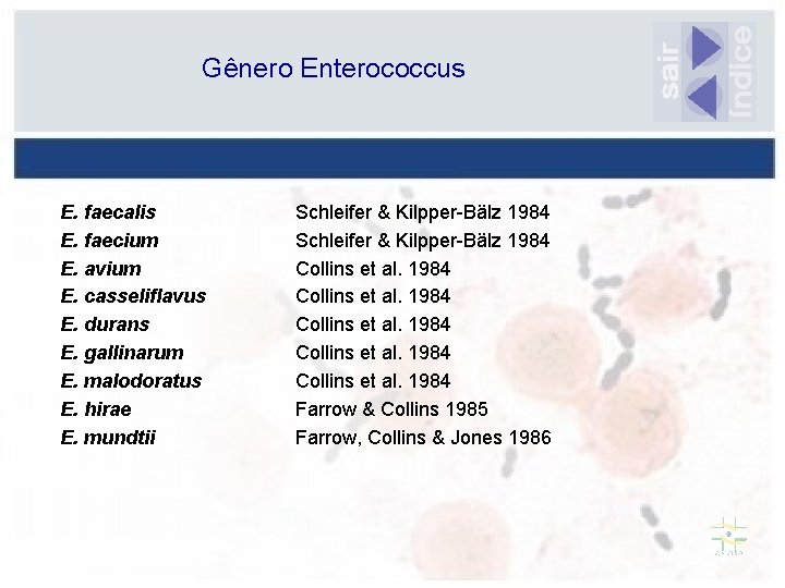 Gênero Enterococcus E. faecalis E. faecium E. avium E. casseliflavus E. durans E. gallinarum