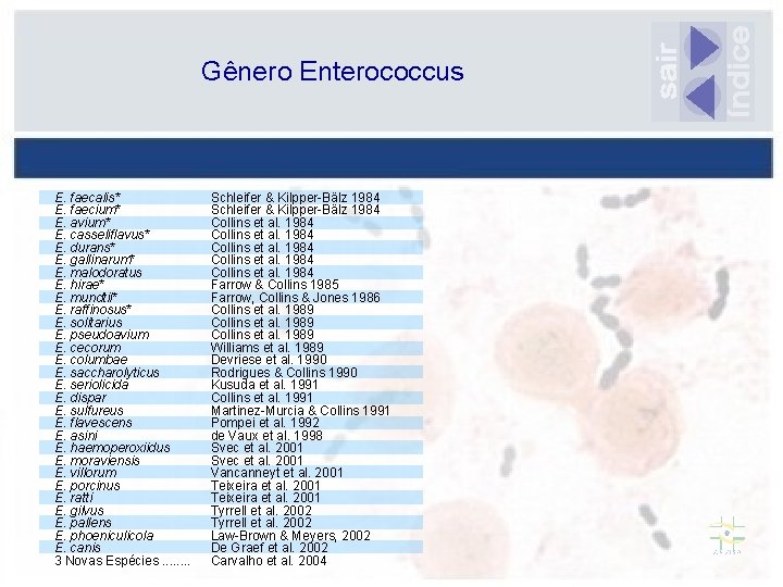 Gênero Enterococcus E. faecalis* E. faecium* E. avium* E. casseliflavus* E. durans* E. gallinarum*