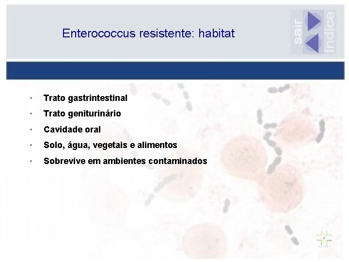 Enterococcus resistente: habitat • Trato gastrintestinal • Trato geniturinário • Cavidade oral • Solo,