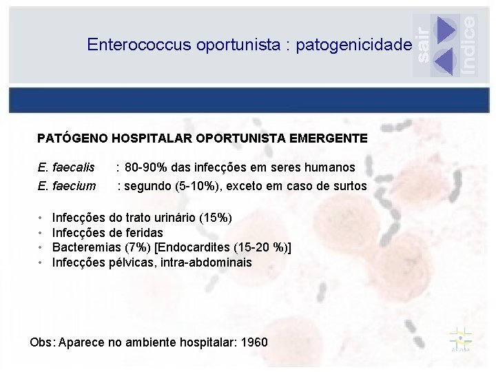 Enterococcus oportunista : patogenicidade PATÓGENO HOSPITALAR OPORTUNISTA EMERGENTE E. faecalis : 80 -90% das