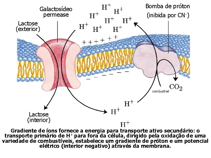Galactosídeo permease Bomba de próton (inibida por CN-) Lactose (exterior) combustível Lactose (interior) Gradiente