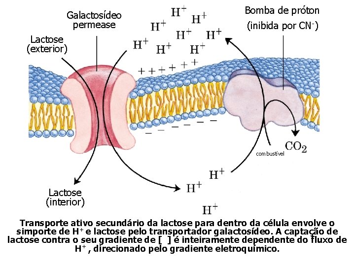 Galactosídeo permease Bomba de próton (inibida por CN-) Lactose (exterior) combustível Lactose (interior) Transporte