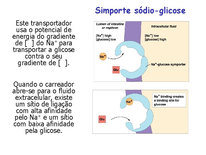 Simporte sódio-glicose Este transportador usa o potencial de energia do gradiente de [ ]
