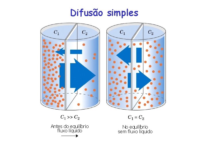 Difusão simples Antes do equilíbrio fluxo líquido No equilíbrio sem fluxo líquido 