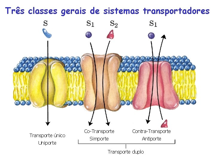 Três classes gerais de sistemas transportadores Transporte único Uniporte Co-Transporte Contra-Transporte Simporte Antiporte Transporte