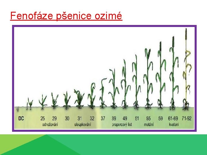 Fenofáze pšenice ozimé 