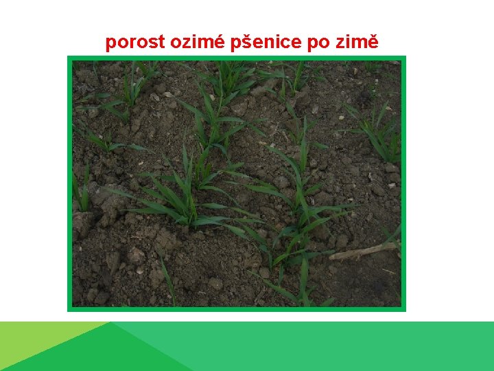 porost ozimé pšenice po zimě 