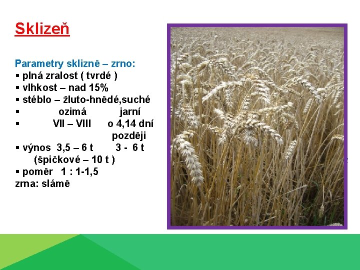 Sklizeň Zrno Parametry sklizně – zrno: § plná zralost ( tvrdé ) § vlhkost