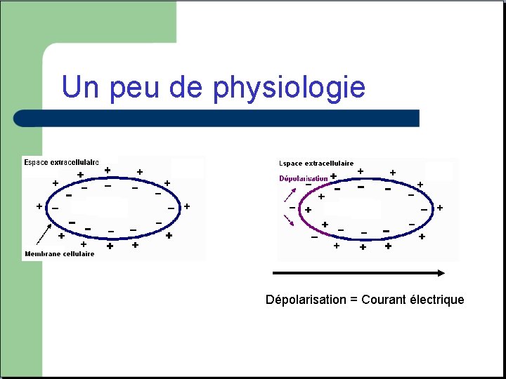 Un peu de physiologie Dépolarisation = Courant électrique 