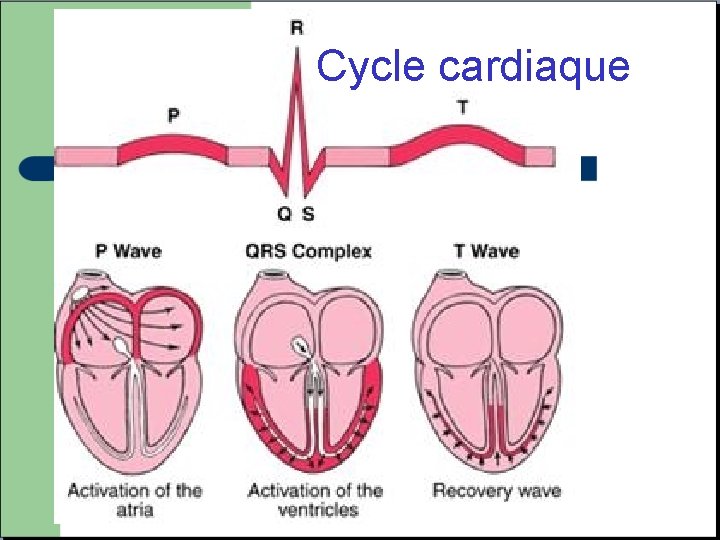 Cycle cardiaque ECG normal 