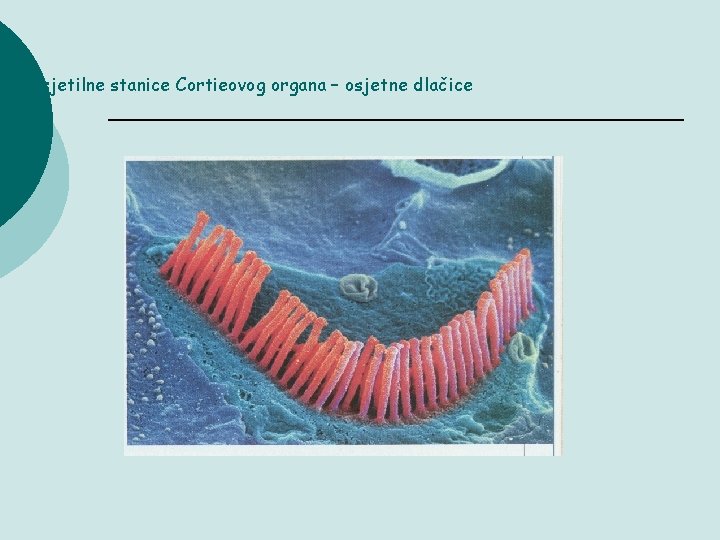 Osjetilne stanice Cortieovog organa – osjetne dlačice 