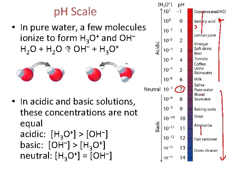 p. H Scale • In pure water, a few molecules ionize to form H