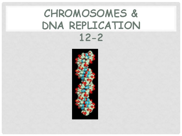 CHROMOSOMES & DNA REPLICATION 12 -2 