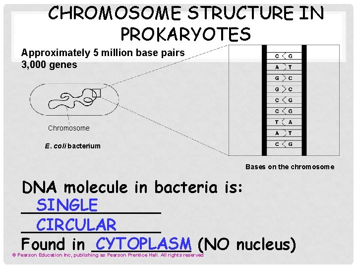 CHROMOSOME STRUCTURE IN PROKARYOTES Approximately 5 million base pairs 3, 000 genes Chromosome E.