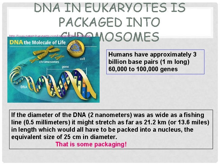 DNA IN EUKARYOTES IS PACKAGED INTO CHROMOSOMES http: //www. paternityexperts. com/images/DNA-of-life. jpg Humans have