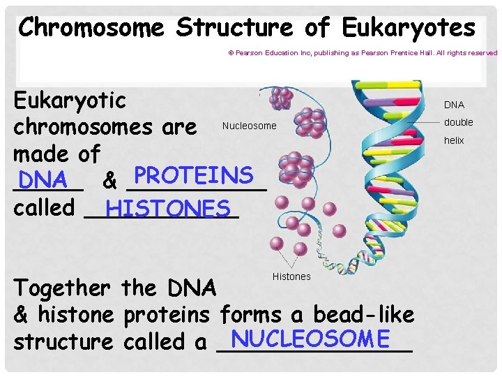 Chromosome Structure of Eukaryotes © Pearson Education Inc, publishing as Pearson Prentice Hall. All