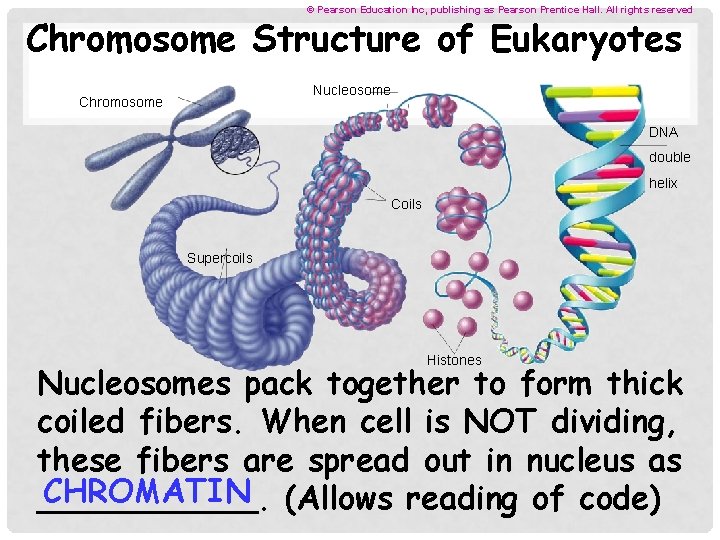 © Pearson Education Inc, publishing as Pearson Prentice Hall. All rights reserved Chromosome Structure