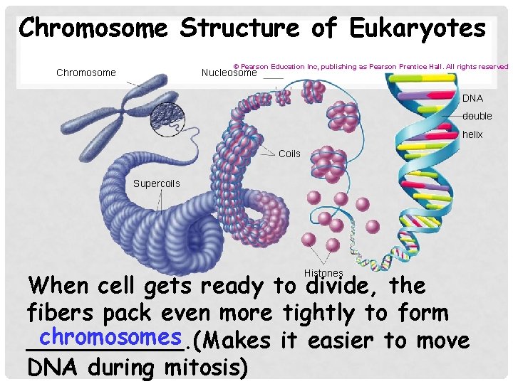 Chromosome Structure of Eukaryotes © Pearson Education Inc, publishing as Pearson Prentice Hall. All