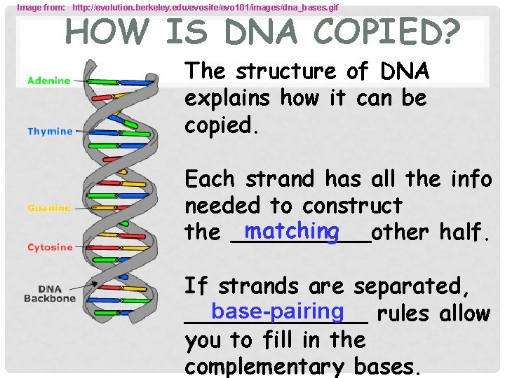 Image from: http: //evolution. berkeley. edu/evosite/evo 101/images/dna_bases. gif HOW IS DNA COPIED? The structure