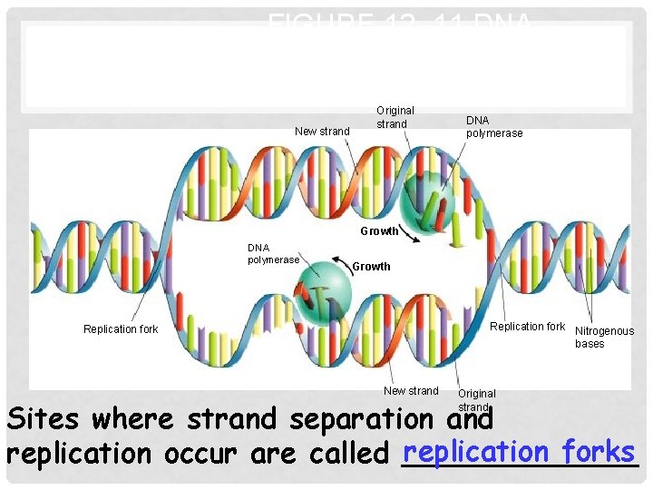 Section 12 -2 FIGURE 12– 11 DNA REPLICATION New strand Original strand DNA polymerase