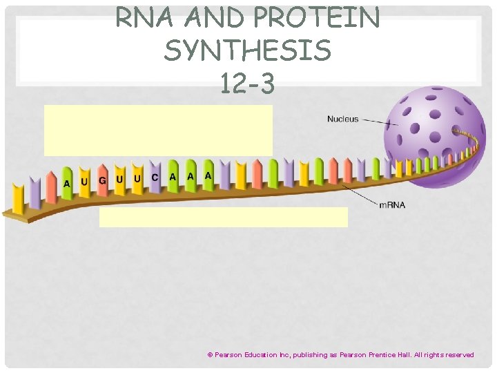 RNA AND PROTEIN SYNTHESIS 12 -3 © Pearson Education Inc, publishing as Pearson Prentice