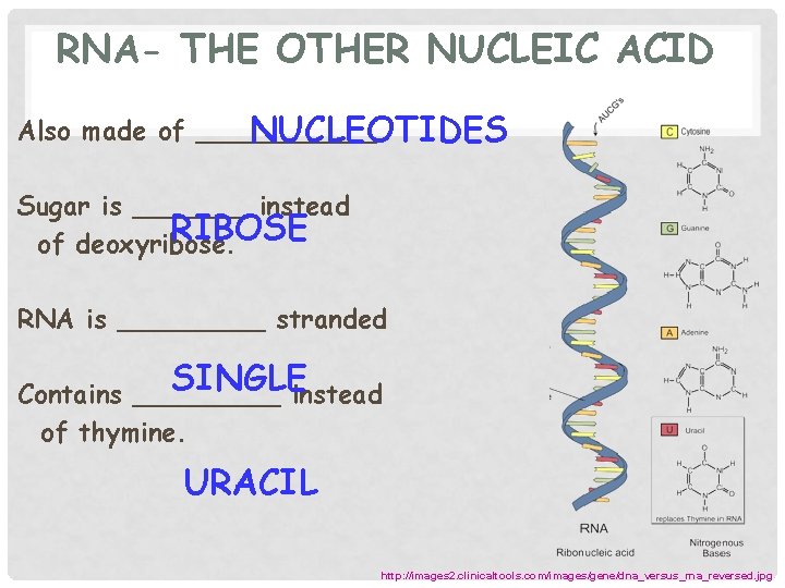 RNA- THE OTHER NUCLEIC ACID Also made of ______ NUCLEOTIDES Sugar is _______ instead