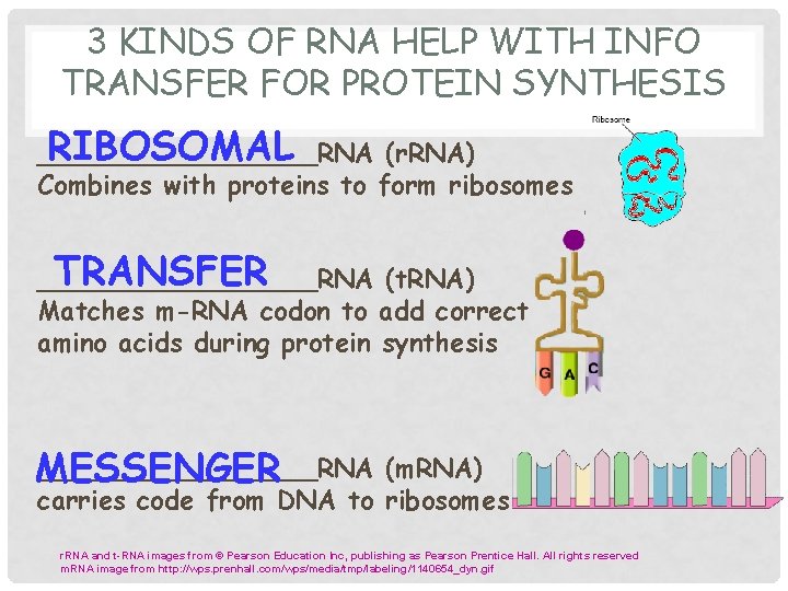 3 KINDS OF RNA HELP WITH INFO TRANSFER FOR PROTEIN SYNTHESIS RIBOSOMAL _________RNA (r.