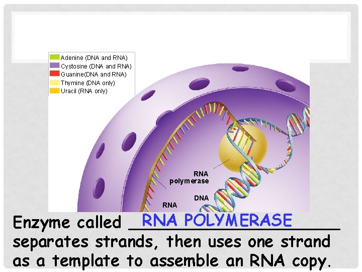 FIGURE 12– 14 TRANSCRIPTION Section 12 -3 Adenine (DNA and RNA) Cystosine (DNA and