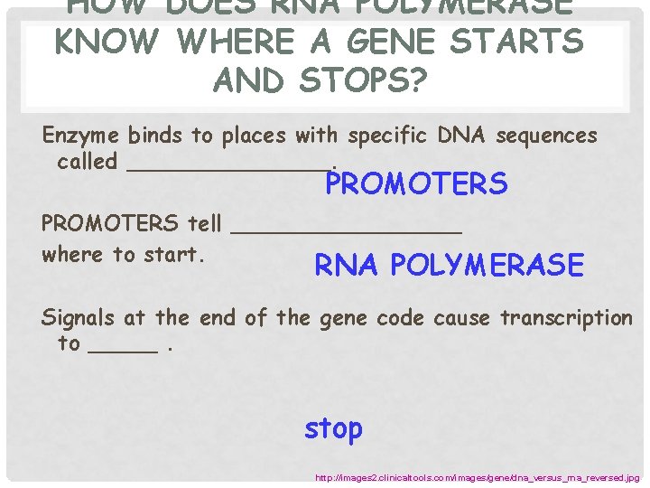HOW DOES RNA POLYMERASE KNOW WHERE A GENE STARTS AND STOPS? Enzyme binds to