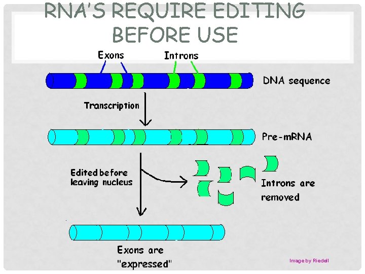 RNA’S REQUIRE EDITING BEFORE USE Image by Riedell 