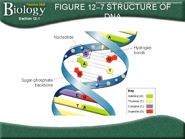 Section 12 -1 FIGURE 12– 7 STRUCTURE OF DNA Nucleotide Hydrogen bonds Sugar-phosphate backbone