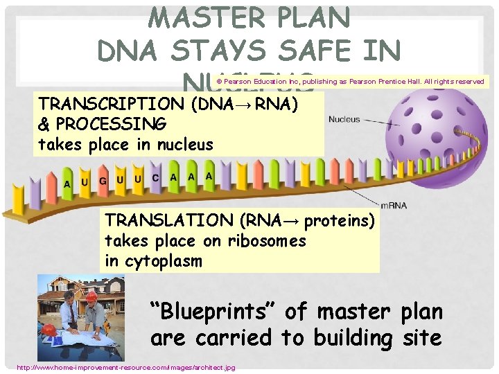 MASTER PLAN DNA STAYS SAFE IN NUCLEUS © Pearson Education Inc, publishing as Pearson