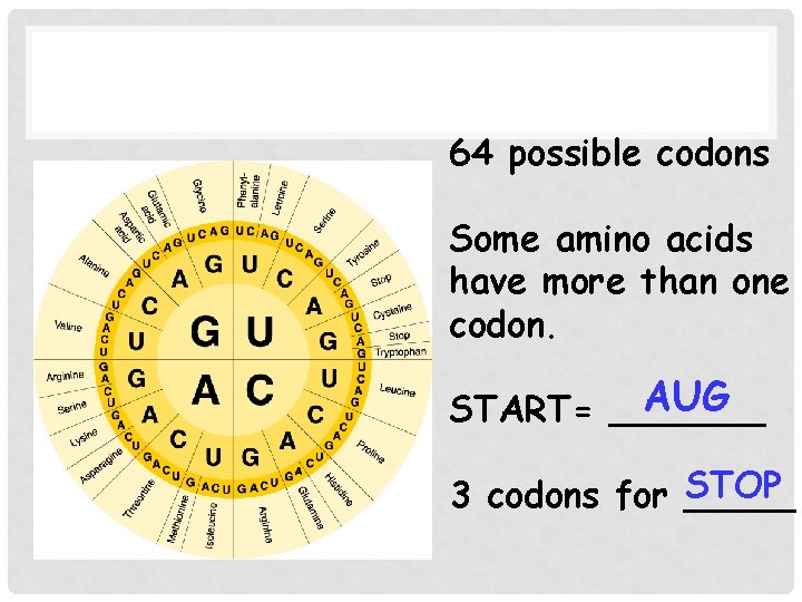  THE M-RNA CODE Section 12 -3 64 possible codons Some amino acids have