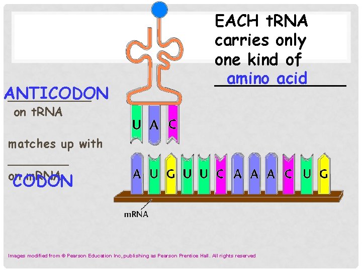ANTICODON ______ EACH t. RNA carries only one kind of amino acid _______ on