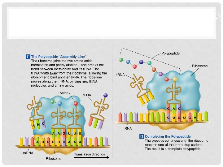 FIGURE 12– 18 TRANSLATION (CONTINUED) Section 12 -3 