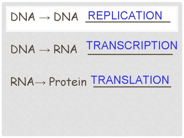 REPLICATION DNA → DNA ______ TRANSCRIPTION DNA → RNA ______ RNA→ Protein TRANSLATION ______