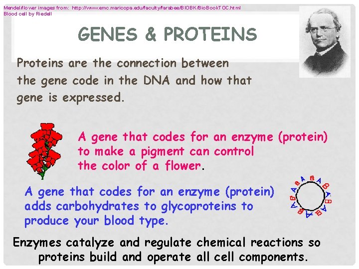 Mendel/flower images from: http: //www. emc. maricopa. edu/faculty/farabee/BIOBK/Bio. Book. TOC. html Blood cell by