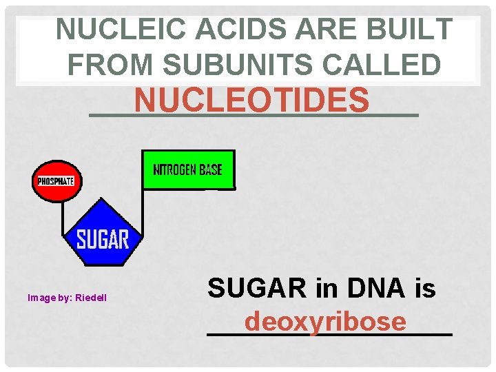 NUCLEIC ACIDS ARE BUILT FROM SUBUNITS CALLED __________ NUCLEOTIDES Image by: Riedell SUGAR in