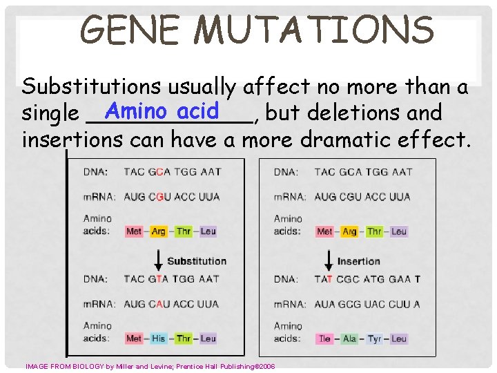 GENE MUTATIONS Substitutions usually affect no more than a Amino acid single ______, but