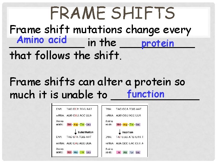 FRAME SHIFTS Frame shift mutations change every Amino acid ______ in the ______ protein