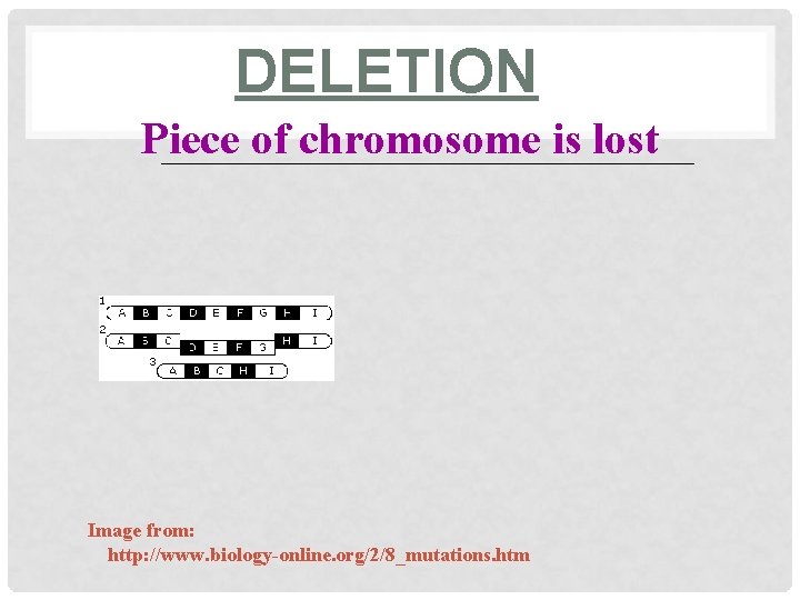 DELETION Piece of chromosome is lost ____________________ Image from: http: //www. biology-online. org/2/8_mutations. htm