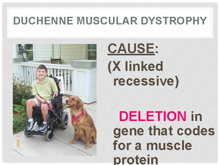 DUCHENNE MUSCULAR DYSTROPHY CAUSE: (X linked recessive) DELETION in gene that codes for a