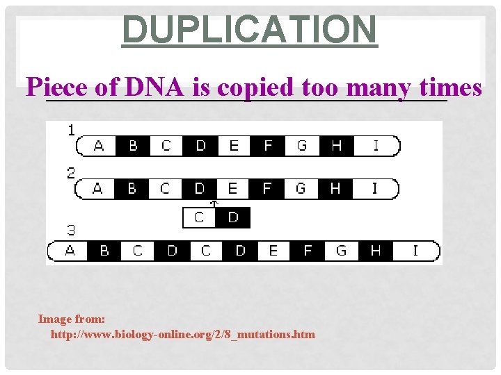 DUPLICATION Piece of DNA is copied too many times ________________________ Image from: http: //www.